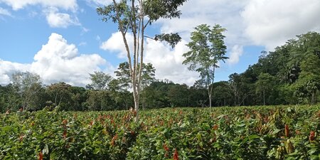 UK Government steps up action to tackle illegal deforestation