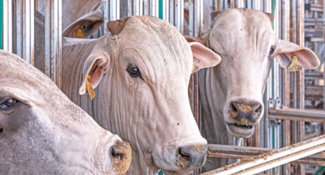 The Cerrado Protocol Advances to a New Phase