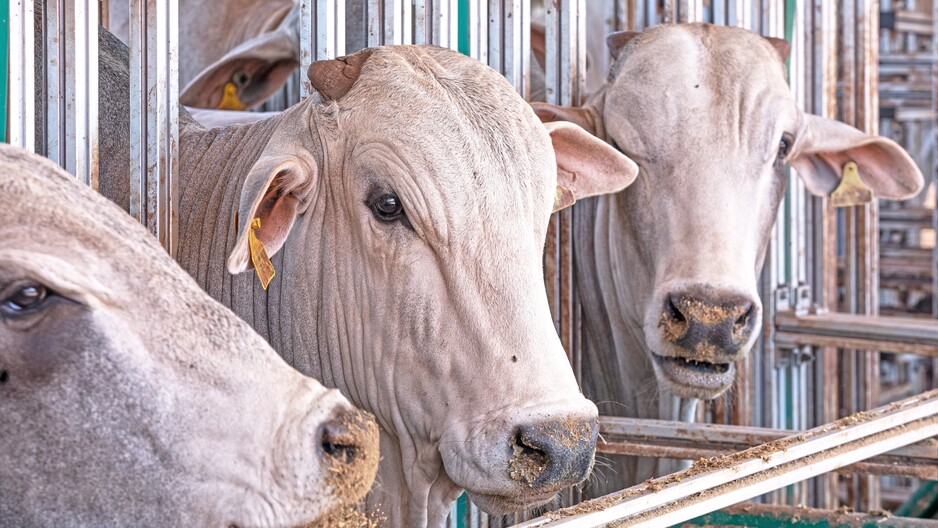 The Cerrado Protocol Advances to a New Phase