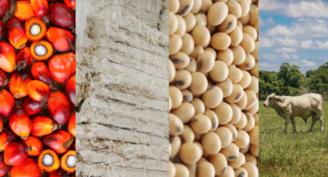 Guidance for Deforestation-Free Supply Chains