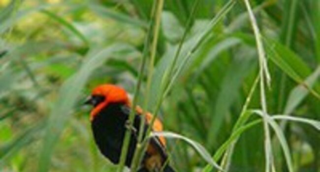 New briefing note explores how to measure forest biodiversity with the Forest Integrity Assessment