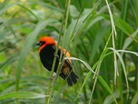 New briefing note explores how to measure forest biodiversity with the Forest Integrity Assessment