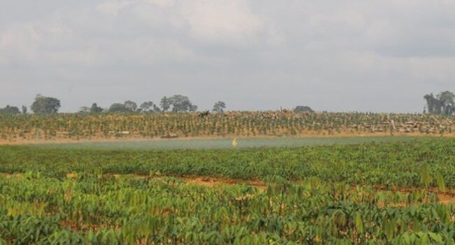 Menerapkan Prinsip & Kriteria FSC untuk produksi karet yang bertanggung jawab (Nigeria (Socfin) dan Kamerun (Hevecam))