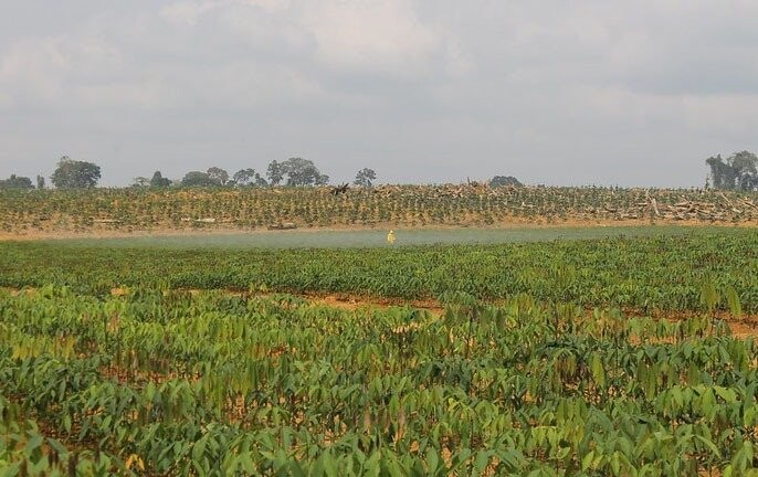 Aplicación de los Principios y Criterios del FSC para la producción responsable de caucho (Nigeria (Socfin) y Camerún (Hevecam)