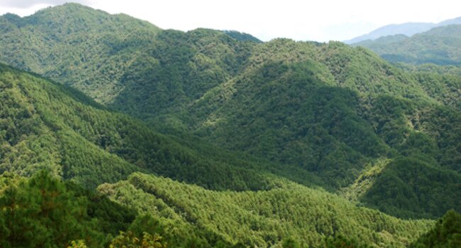 Proforest publishes its generic Verified Deforestation and Conversion Free (V-DCF) methodology