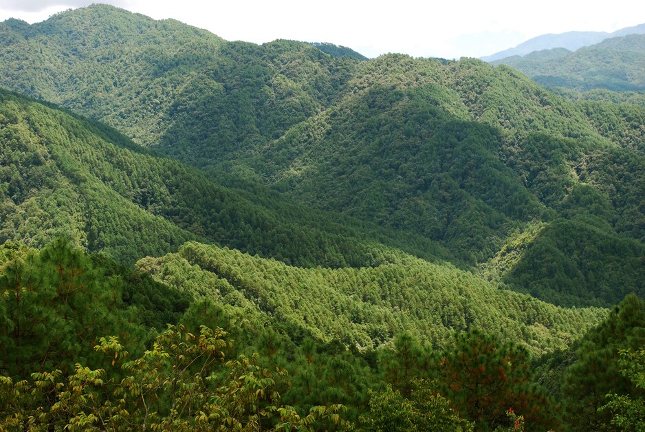 Proforest publishes its generic Verified Deforestation and Conversion Free (V-DCF) methodology