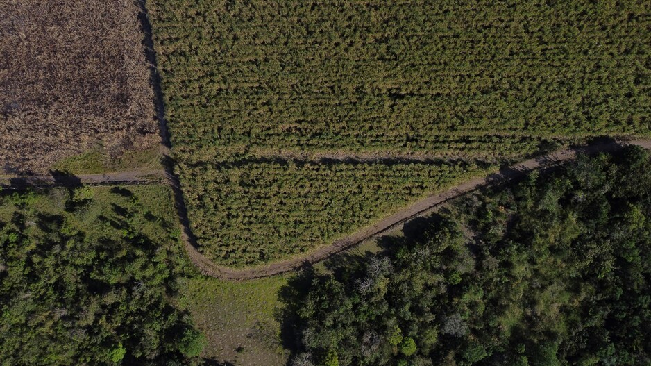 Decarbonisation of Agricultural and Forestry Supply Chains in Brazil: A Call for Engagement