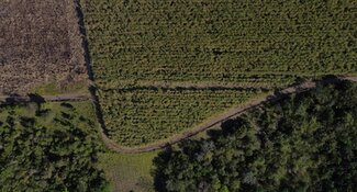 Decarbonisation of Agricultural and Forestry Supply Chains in Brazil: A Call for Engagement