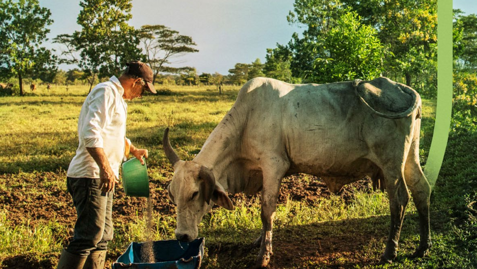 Starting the Journey: Companies Collaborate for Beef Sustainability at Scale