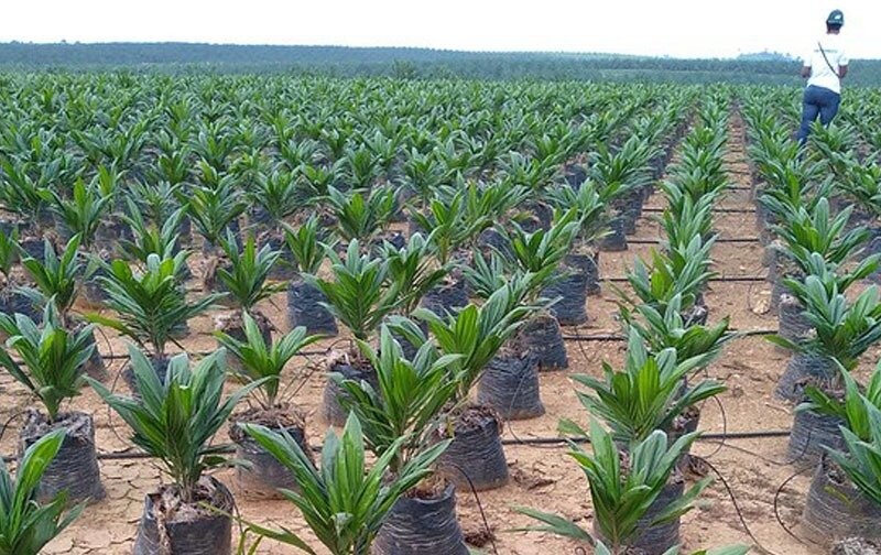 Bonne nouvelle pour la production durable d’huile de palme au Gabon
