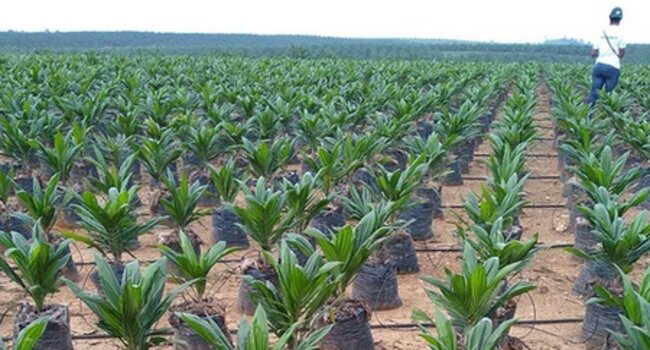 Bonne nouvelle pour la production durable d’huile de palme au Gabon
