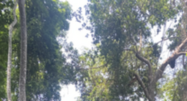 Culturally protected areas like the Ogun grove at Ire-Ekiti are a haven for rare trees and act as seed banks which can boost the biodiversity of the surrounding cocoa-farm landscape