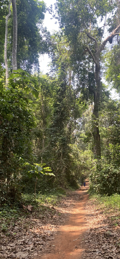 Culturally protected areas like the Ogun grove at Ire-Ekiti are a haven for rare trees and act as seed banks which can boost the biodiversity of the surrounding cocoa-farm landscape