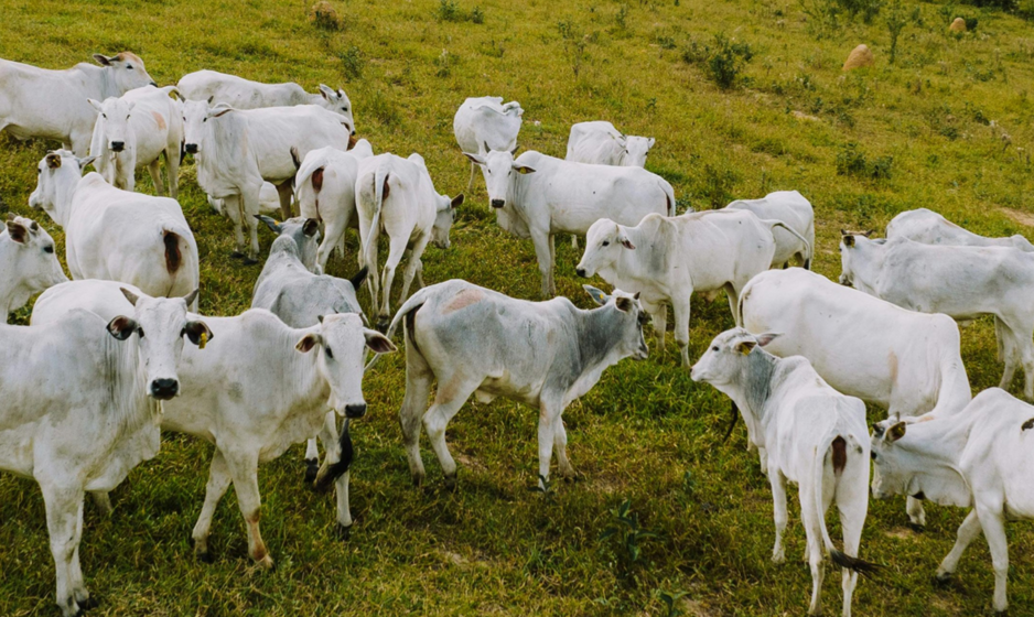 Instrumentos nos países do MERCOSUL para apoiar a conformidade com a EUDR nas cadeias de suprimento de carne bovina