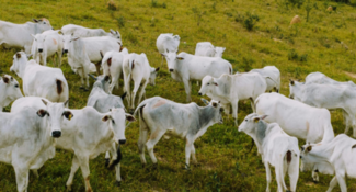 Instrumentos en países del Mercosur para apoyar el cumplimiento del EUDR en las cadenas de suministro de carne bovina