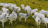 Instrumentos en países del Mercosur para apoyar el cumplimiento del EUDR en las cadenas de suministro de carne bovina