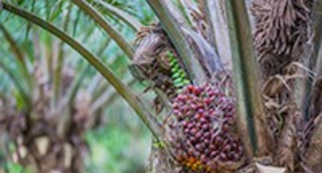 Africa Palm Oil Initiative - New Partnerships for Forests funding to continue work of Central and West African countries