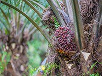Africa Palm Oil Initiative - New Partnerships for Forests funding to continue work of Central and West African countries