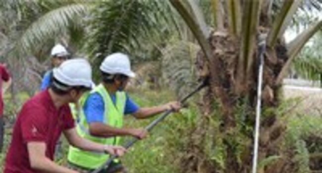 Innovaciones en la financiación de replantaciones de palma aceitera