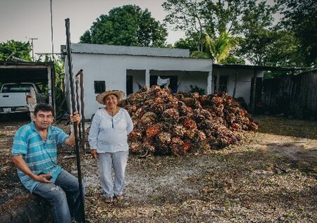 Trabalhando juntos para obter óleo de palma sustentável no México