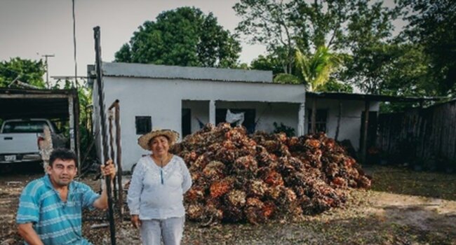 Working together for sustainable palm oil in Mexico
