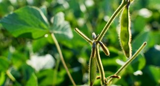 Risk Benchmarking for the EU Deforestation Regulation: Key Principles & Recommendations