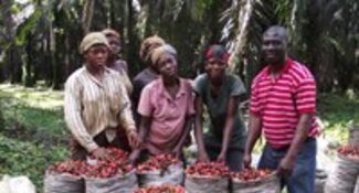 Africa: the new palm oil frontier? Proforest joins the debate