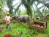 Putting policy into practice: Musim Mas launches new implementation plan