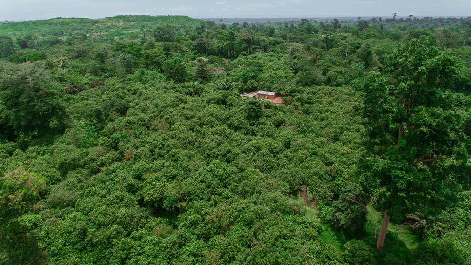 Chatham House’s 31st Global Forum on Forest Governance