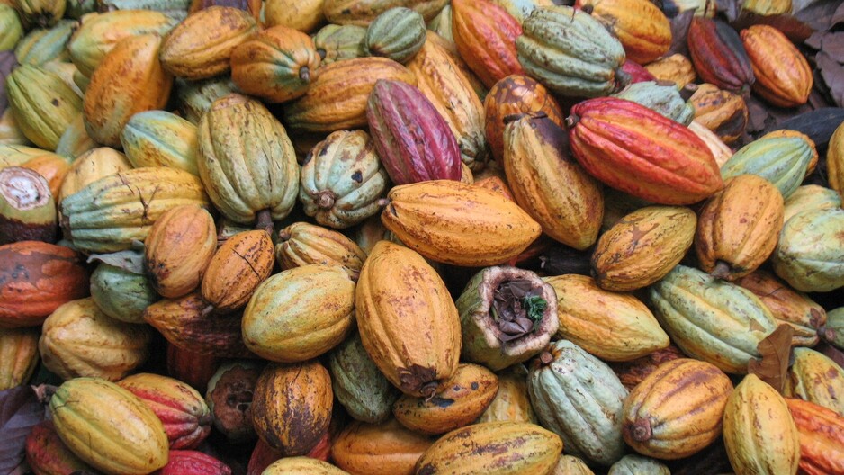 Cocoa pods