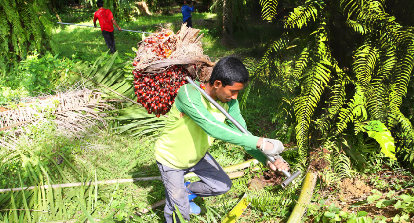 Guidance Paper on Social Dialogue, Freedom of Association and Collective Bargaining in the palm oil sector in Indonesia