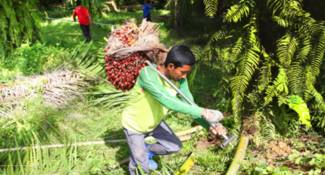 Guidance Paper on Social Dialogue, Freedom of Association and Collective Bargaining in the palm oil sector in Indonesia