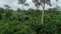 Proforest at CoP26 Ghana Pavilion: Showcasing Ghana's Forest Sector Climate Solutions