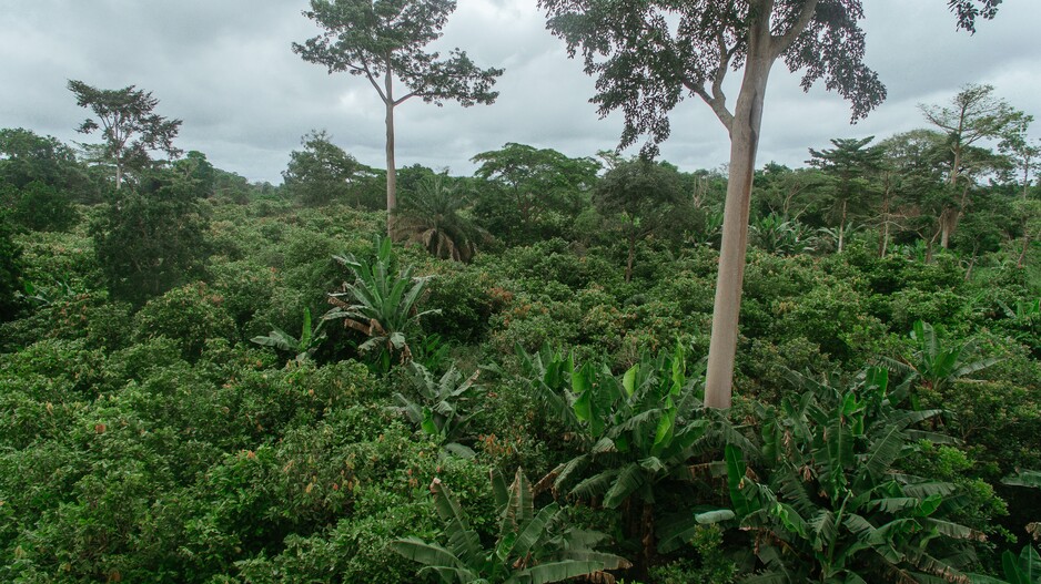 Proforest at CoP26 Ghana Pavilion: Showcasing Ghana's Forest Sector Climate Solutions