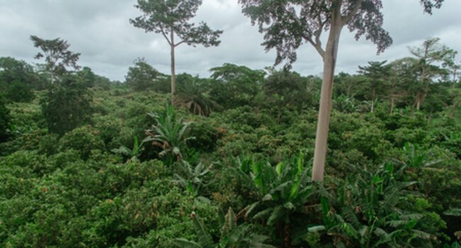 Proforest at CoP26 Ghana Pavilion: Showcasing Ghana's Forest Sector Climate Solutions