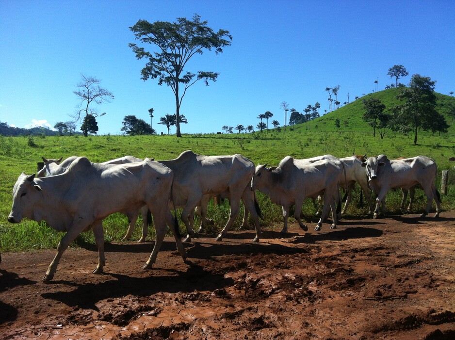 The New Voluntary Monitoring Protocol for Cattle Suppliers in the Cerrado