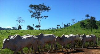 The New Voluntary Monitoring Protocol for Cattle Suppliers in the Cerrado