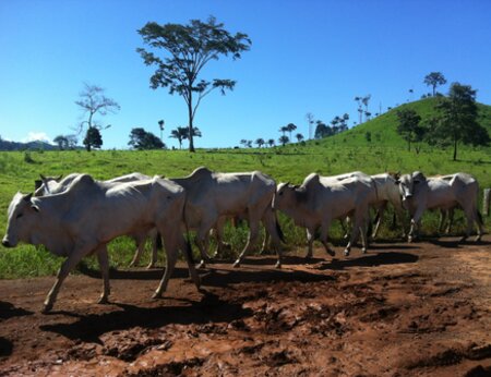 The New Voluntary Monitoring Protocol for Cattle Suppliers in the Cerrado