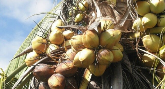 AAK Multi Oils - Responsible Sourcing of Coconut and Soy Oils