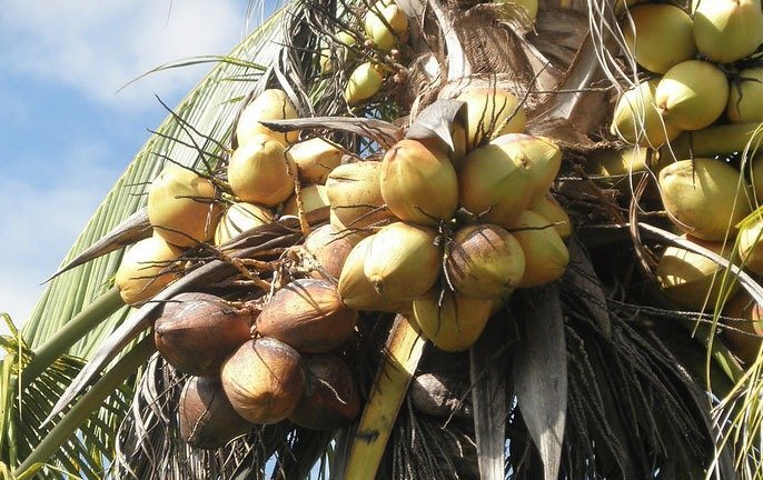 AAK Multi Oils - Responsible Sourcing of Coconut and Soy Oils