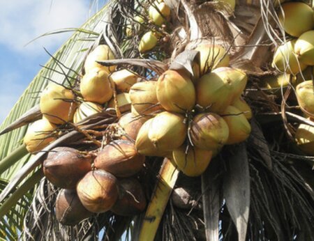 AAK Multi Oils - Responsible Sourcing of Coconut and Soy Oils