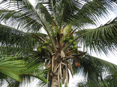 The Sustainable Coconut Supplier Scorecard