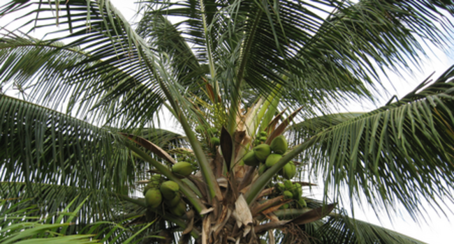 The Sustainable Coconut Supplier Scorecard