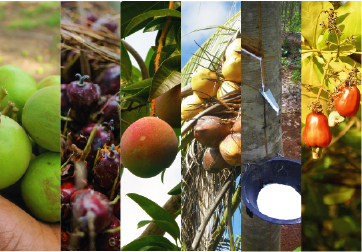 Regulation for Responsible Production of Tree Crops is Validated in Ghana