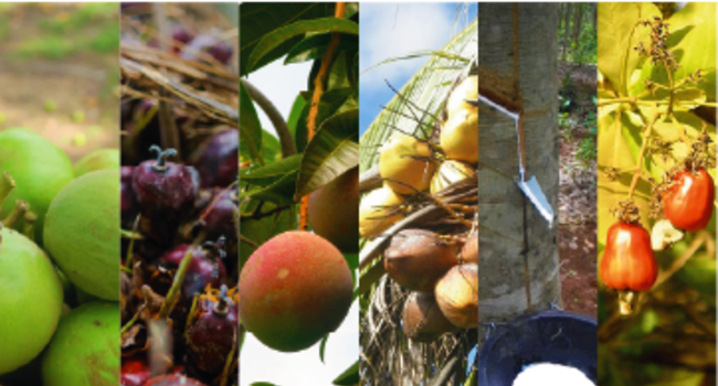 Regulation for Responsible Production of Tree Crops is Validated in Ghana