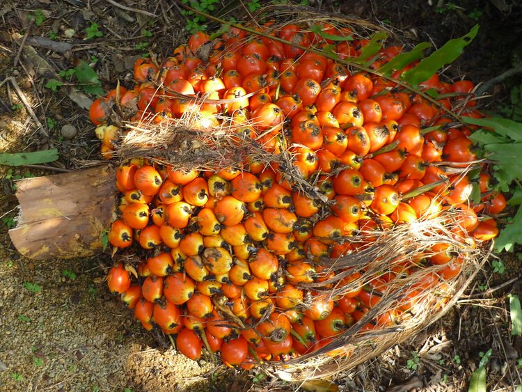 The Palm Oil Toolkit