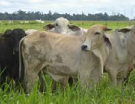 Ampliando a compreensão sobre o setor da pecuária no Brasil