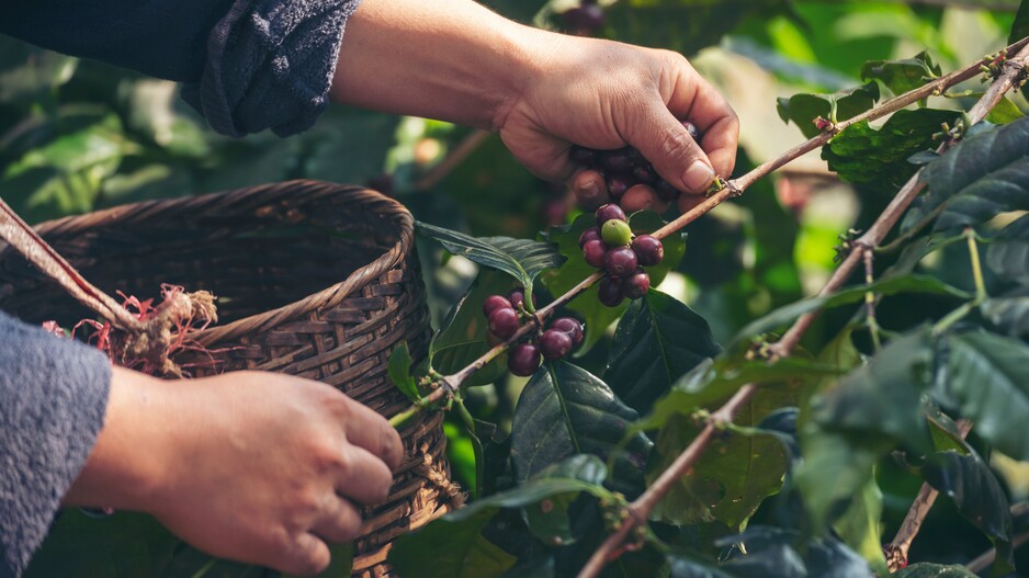Understanding the First Mile: cocoa, coffee, palm oil and rubber sectors