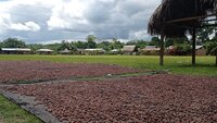EU Regulation on Deforestation-Free Products: Operational Guidance for Cocoa Producers and Importers 