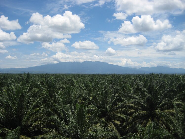 The Siak-Pelalawan Landscape Programme: New website launched
